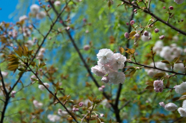 _K208656_.jpg