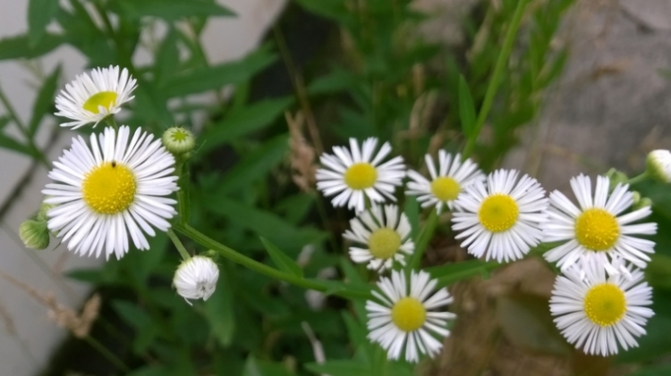 MediaLib_Camera Roll_WP_20140524_12_55_03_Pro.jpg