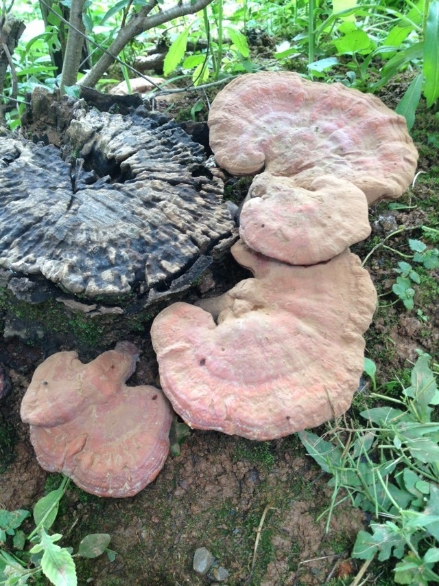 psb (1).jpg