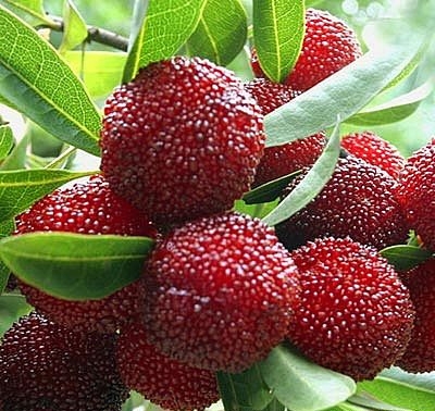 20100518141620512.jpg